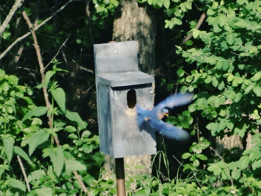 How to Build a Simple Bluebird Nest Box